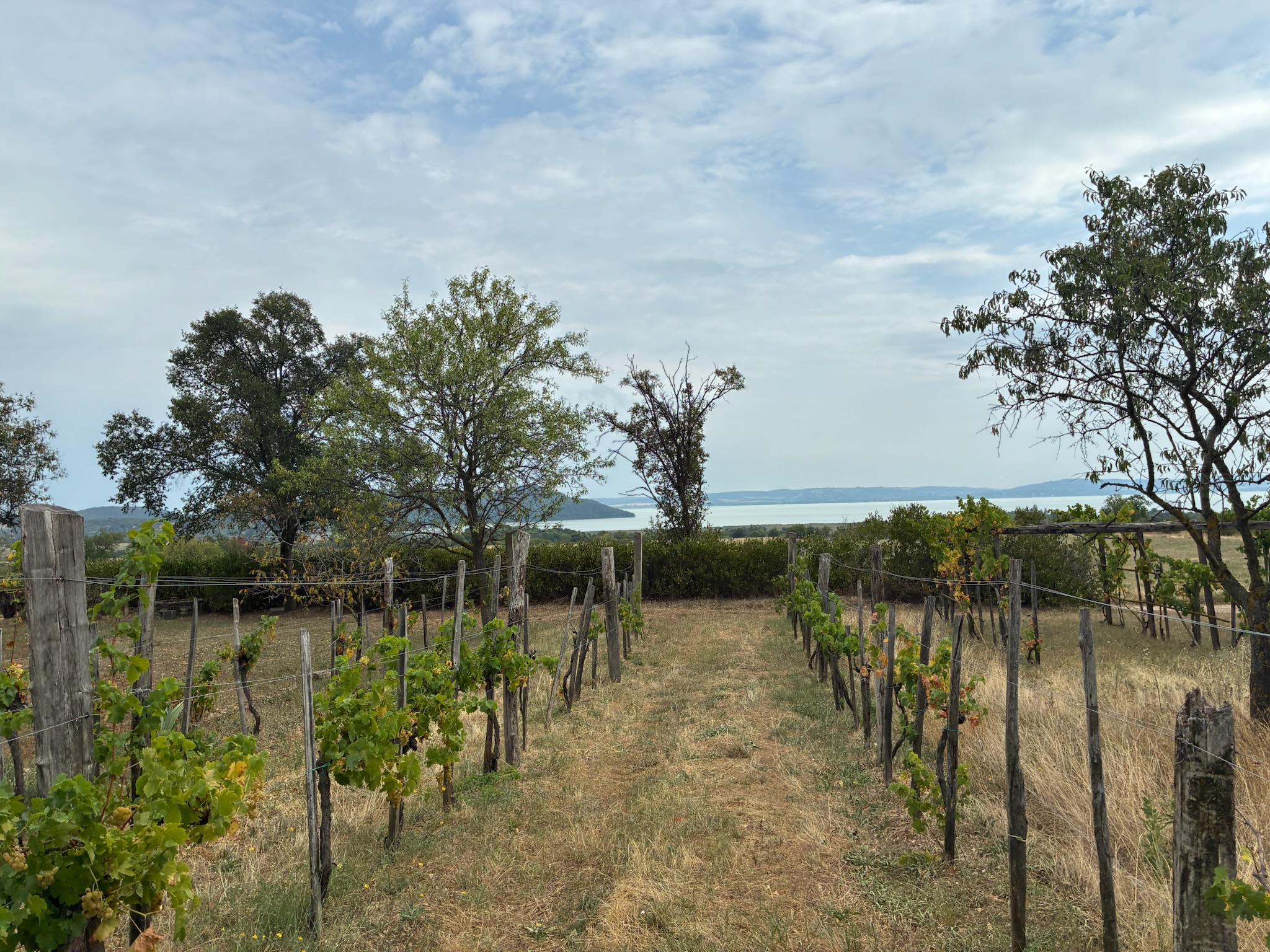 View through the vineyard toward Lake Balaton