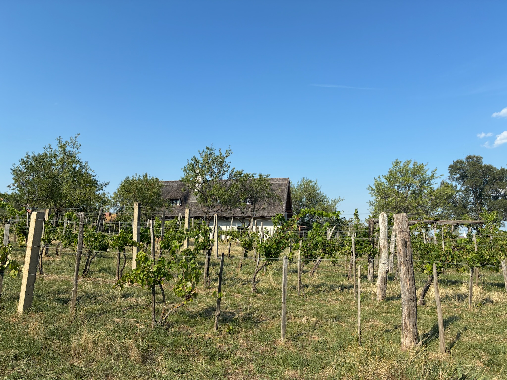 The thatched-roof cottage seen from the vineyard